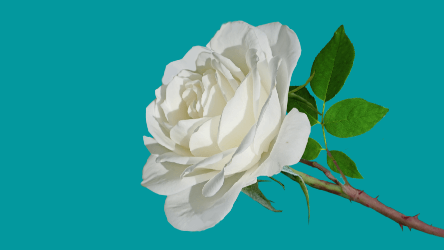 1roseblanche symbole pour ne pas être seul